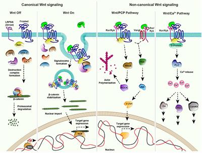 Frontiers The Emerging Mechanisms Of Wnt Secretion And Signaling In